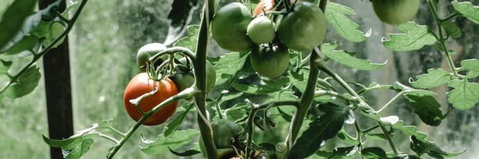 Tomaten Pflanze