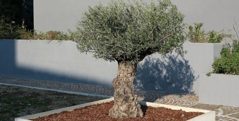 Olivenbaum im Kübel