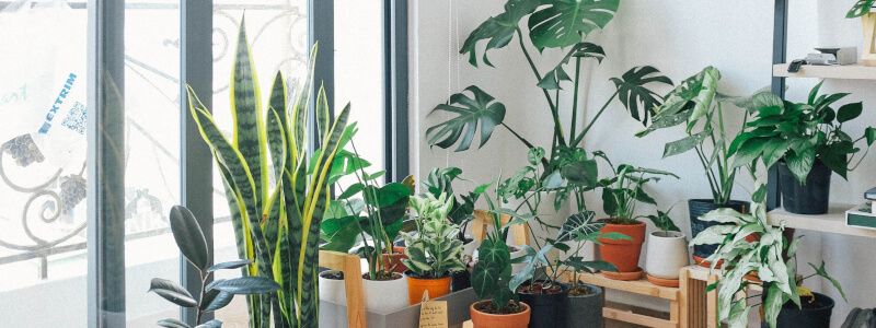 Zimmerpflanzen pflegen mit genügend Licht